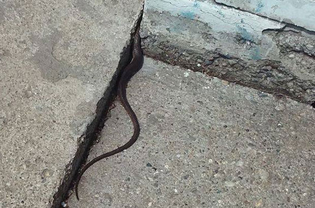 Гмизавци у близини ОШ Павле Савић у Миријеву: У школу иду чак и змије